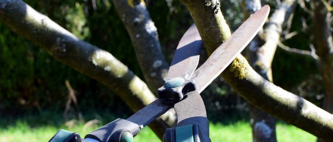 What is the Difference Between Tree Trimming and Tree Pruning?