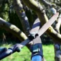 featured image - What is the Difference Between Tree Trimming and Tree Pruning