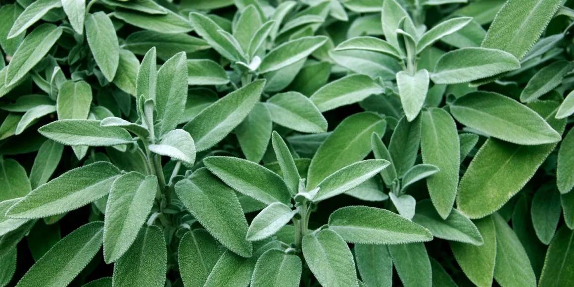featured image - What to Know About Sage and Its Different Herbs?