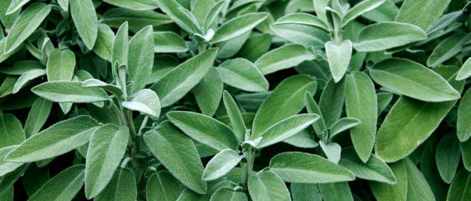 What to Know About Sage and Its Different Herbs?