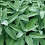 featured image - What to Know About Sage and Its Different Herbs?