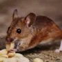 featured image - Your Guide to Commercial Pest Control