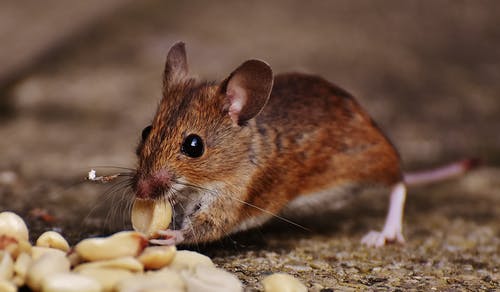 Your Guide to Commercial Pest Control image - Your Guide to Commercial Pest Control
