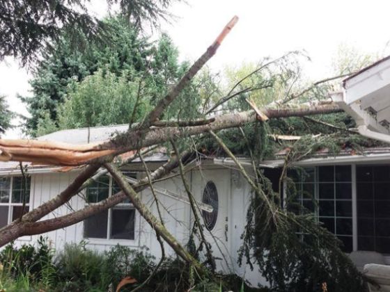 featured image - Benefits of Hiring Stein Tree Service