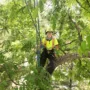 Featured image - 6 Benefits of Professional Tree Care Services