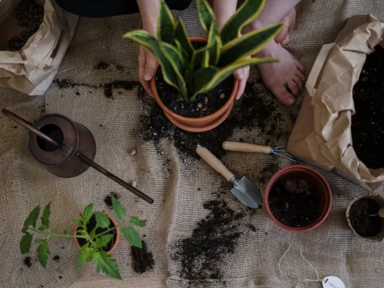 featured image - 6 Things You Must Remember Before Starting a Rooftop Garden