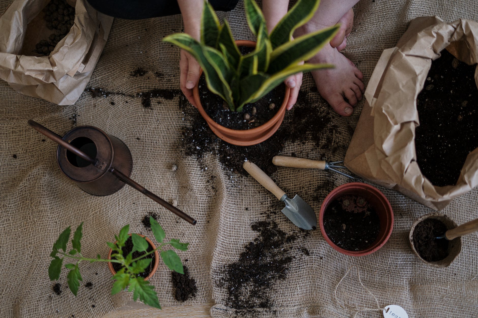 6 Things You Must Remember Before Starting a Rooftop Garden image - 6 Things You Must Remember Before Starting a Rooftop Garden
