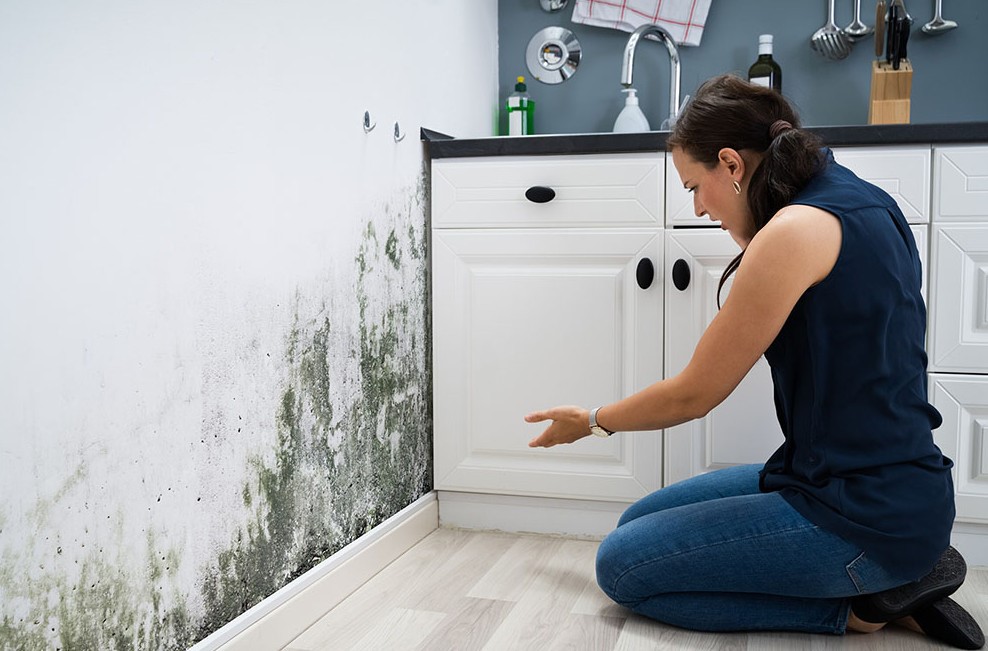 A Mini-Guide on Filing a Mold Damage Insurance Claim for Your Home image - A Mini-Guide on Filing a Mold Damage Insurance Claim for Your Home