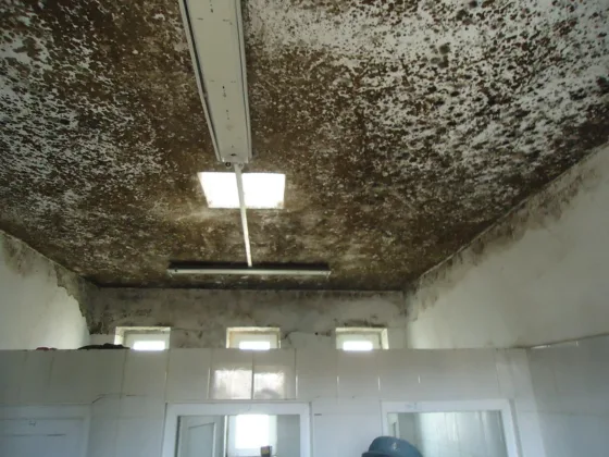 featured image - Biggest Mold Inspection & Remediation Mistakes to Avoid