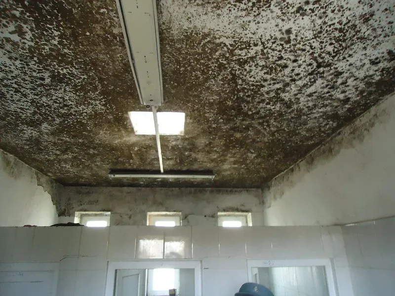 featured image - Biggest Mold Inspection & Remediation Mistakes to Avoid