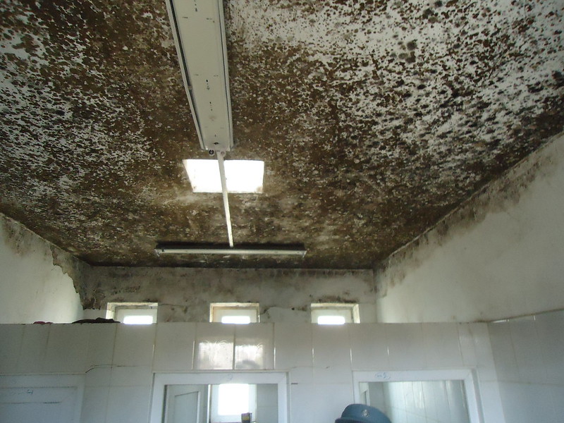 image - Biggest Mold Inspection & Remediation Mistakes to Avoid 