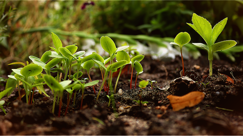 How do Plants Get Nutrients? image - How do Plants Get Nutrients?