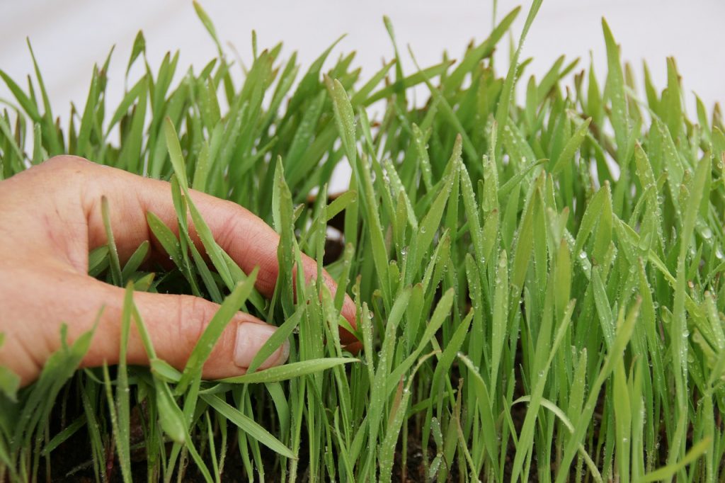 How to Plant Grass Seed on Hard Dirt
