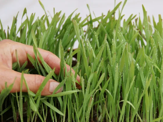 Featured image - How to Plant Grass Seed on Hard Dirt