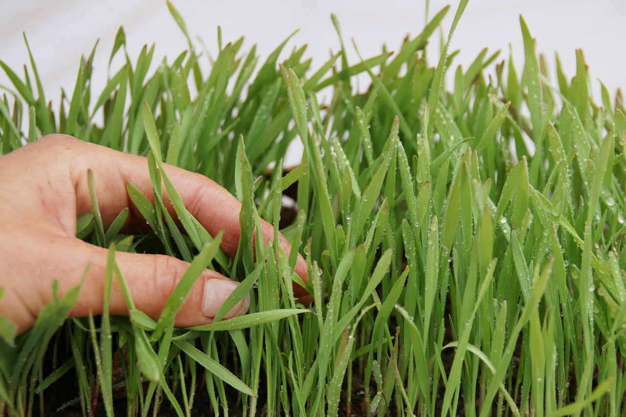 How to Plant Grass Seed on Hard Dirt image - How to Plant Grass Seed on Hard Dirt