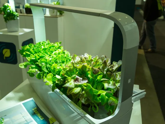 featured image - How to start Your Own Indoor Garden