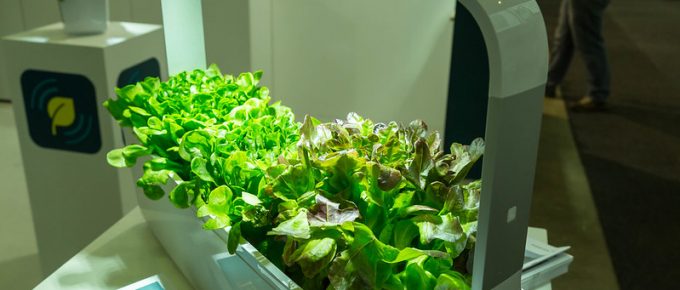 How to start Your Own Indoor Garden