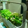 featured image - How to start Your Own Indoor Garden