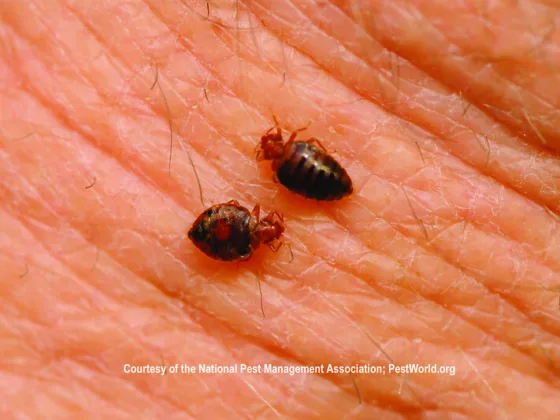 featured image - Understanding How Bed Bugs Thrive and Survive