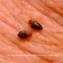 featured image - Understanding How Bed Bugs Thrive and Survive