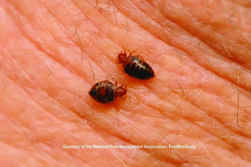 featured image - Understanding How Bed Bugs Thrive and Survive