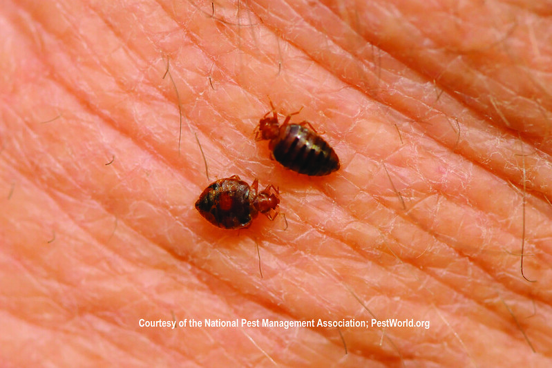 image - Understanding How Bed Bugs Thrive and Survive