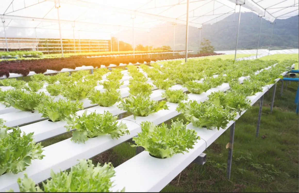 Featured image - How to Clean a Hydroponic System