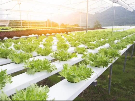 Featured image - How to Clean a Hydroponic System