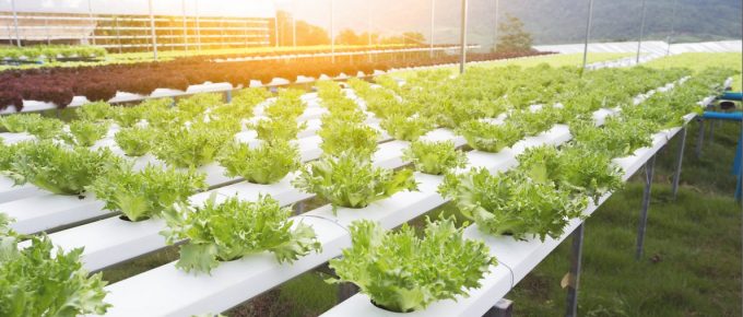 How to Clean a Hydroponic System?