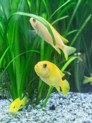 featured image - Aquarium at Home: 5 Handy Tips to Maintain Fish in the Aquarium