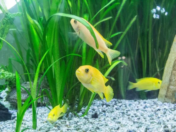 featured image - Aquarium at Home: 5 Handy Tips to Maintain Fish in the Aquarium