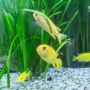 featured image - Aquarium at Home: 5 Handy Tips to Maintain Fish in the Aquarium