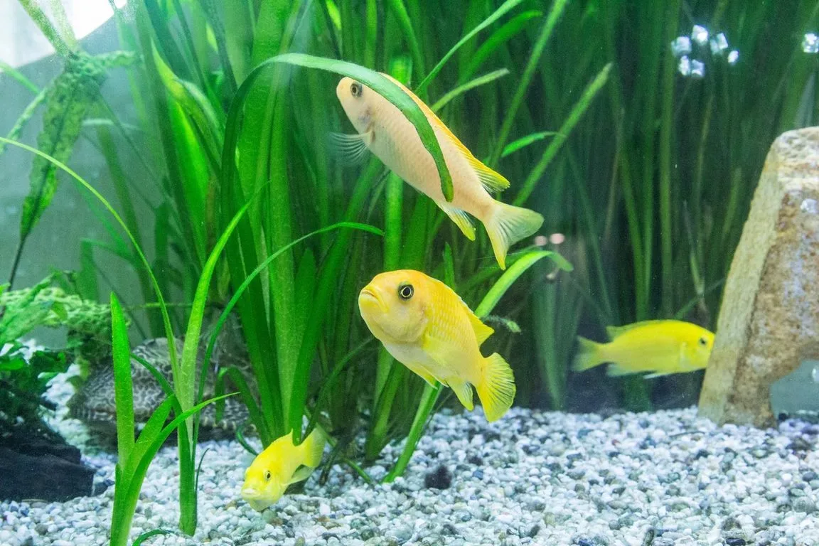 featured image - Aquarium at Home: 5 Handy Tips to Maintain Fish in the Aquarium