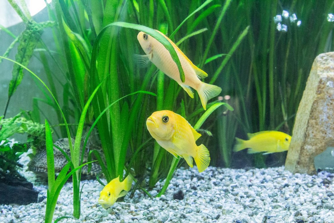 image - Aquarium at Home: 5 Handy Tips to Maintain Fish in the Aquarium