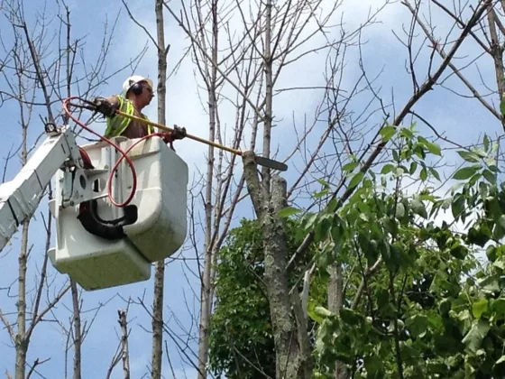featured image - From Tree Trimming to Fertilizing How to Care for the Health of Your Trees