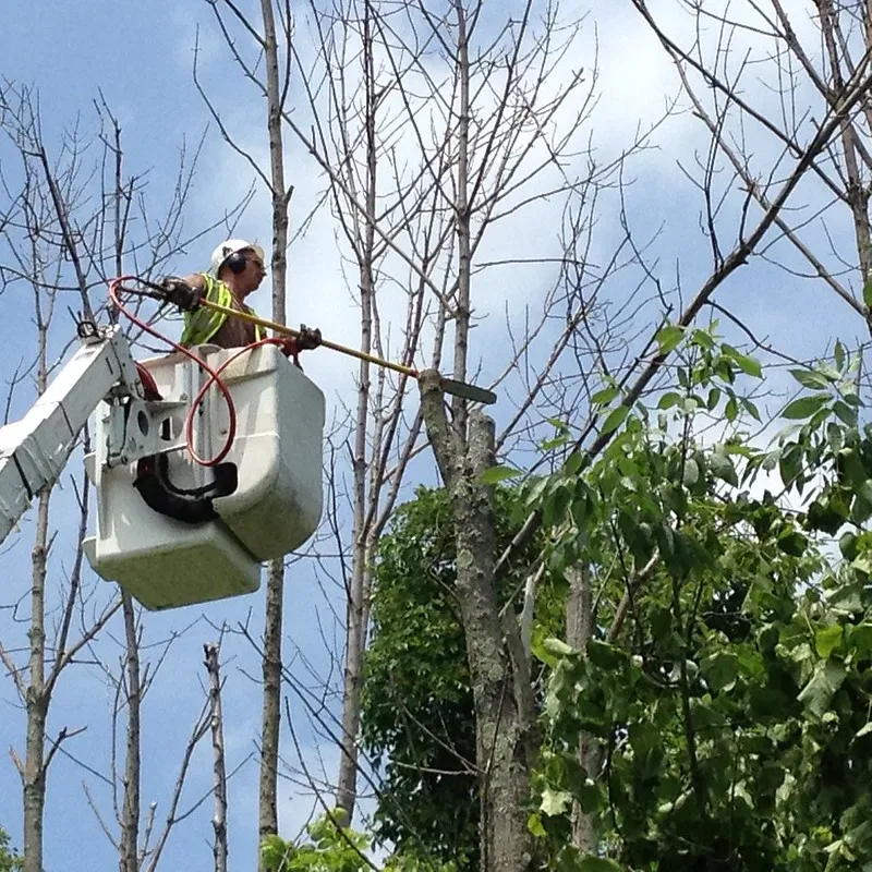 featured image - From Tree Trimming to Fertilizing How to Care for the Health of Your Trees