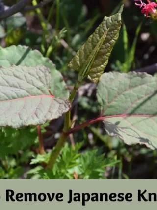 featured image - How to Remove Japanese Knotweed?