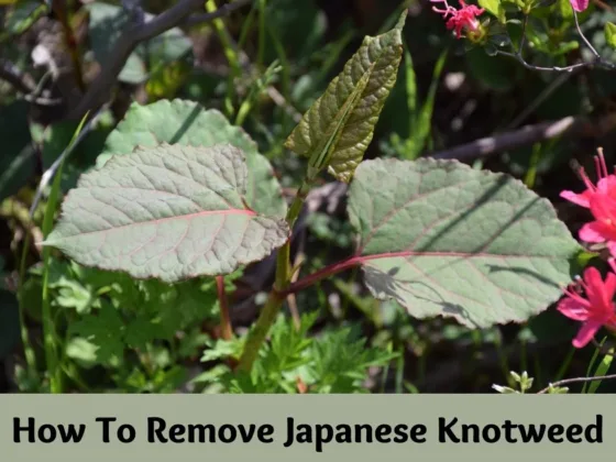 featured image - How to Remove Japanese Knotweed?