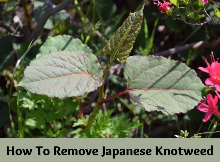 How to Remove Japanese Knotweed?