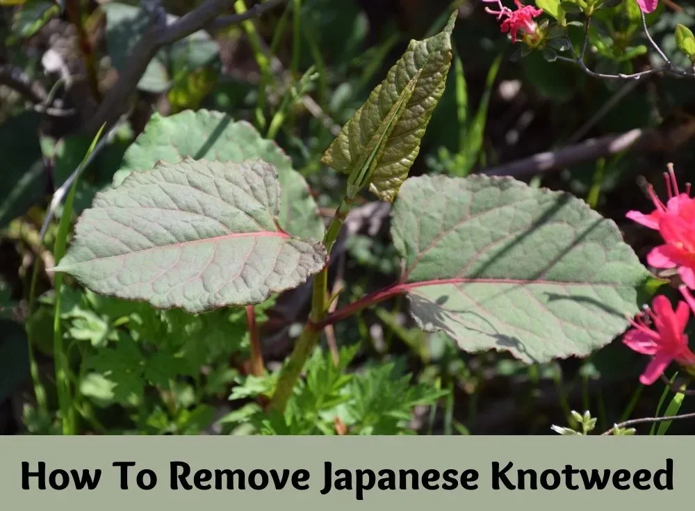 featured image - How to Remove Japanese Knotweed?