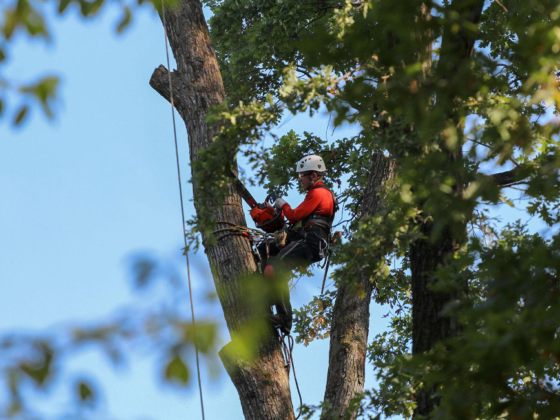 featured image - 5 Reasons You Should Hire an Arborist for Tree Removal or Trimming