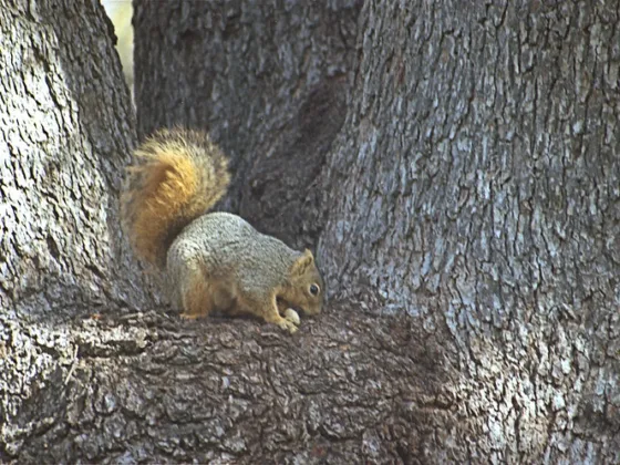 featured image - Top 10 Best Squirrel Removal in Denver