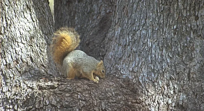 Top 10 Best Squirrel Removal in Denver