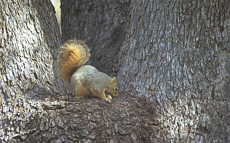 Top 10 Best Squirrel Removal in Denver image - Top 10 Best Squirrel Removal in Denver