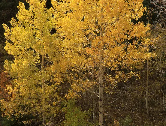 featured image - Why Are the Leaves on My Aspen Trees Brown