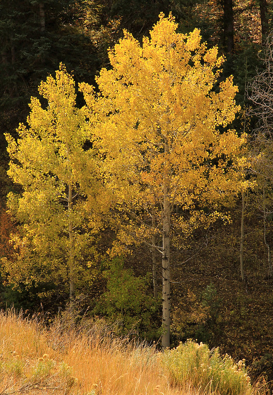 Why Are the Leaves on My Aspen Trees Brown image - Why Are the Leaves on My Aspen Trees Brown