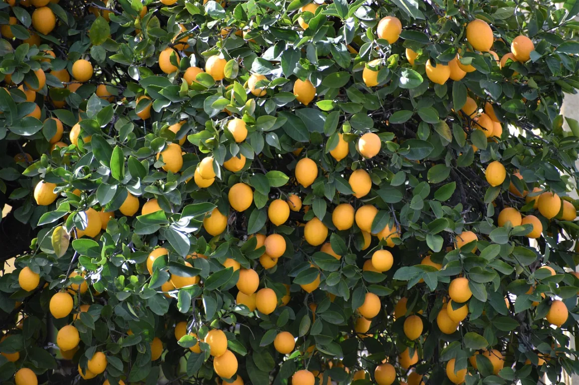 featured image - Tips to Care for a Meyer Lemon Tree