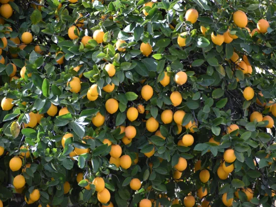 featured image - Tips to Care for a Meyer Lemon Tree