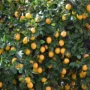 featured image - Tips to Care for a Meyer Lemon Tree