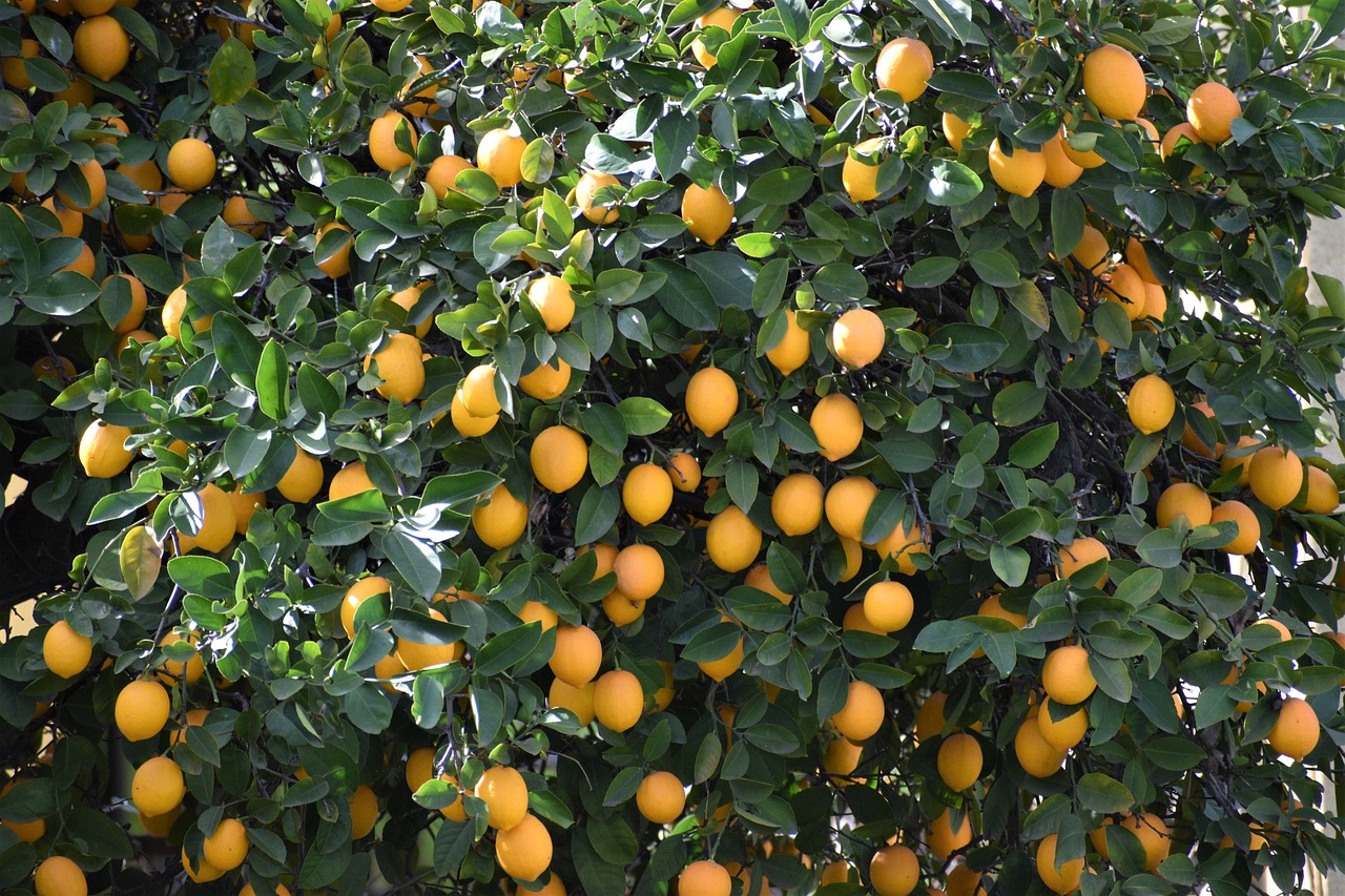 Tips to Care for a Meyer Lemon Tree image - Tips to Care for a Meyer Lemon Tree